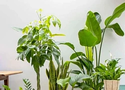 Lợi ích bất ngờ từ việc trồng cây xanh trong nhà cải thiện sức khỏe