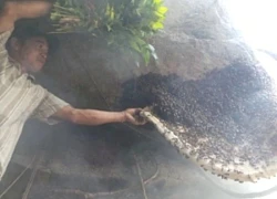 Người đàn ông tử vong khi đi lấy mật ong rừng