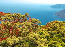 Rừng Sơn Trà rực rỡ sắc màu mùa thay lá