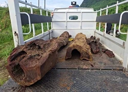 Nhóm người âm thầm đào gỗ sưa trong đêm, chưa kịp tiêu thụ thì bị phát hiện