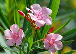Những loại cây cảnh tuyệt đối không nên đặt trong phòng làm việc