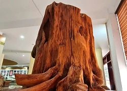 Số gỗ nghi là sưa đỏ đào dưới suối được xử lý như thế nào?
