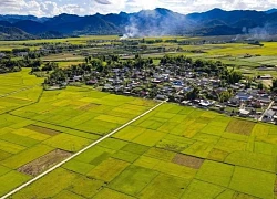 Tháng 5 mùa vàng rực rỡ trên cánh đồng Mường Thanh