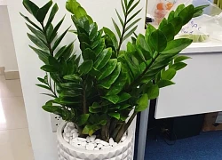 Top cây đặt phòng ngủ giúp giấc ngủ ngon, có lợi cho sức khỏe