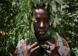Cây chống sa mạc hóa biến thành hiểm họa sinh thái ở Kenya