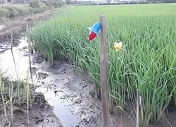 Đang nhậu nổi hứng ra ruộng bắt rắn, bị điện giật chết