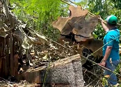 Khẩn trương điều tra, xử lý vụ phá rừng cách trụ sở UBND huyện 2km