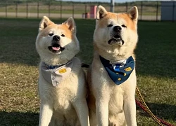 Ngộ nghĩnh chó Akita trở thành giám đốc sân bay ở Nhật Bản