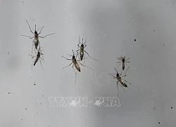 Pháp cảnh báo nguy cơ bùng phát bệnh nhiệt đới do muỗi vằn lan rộng