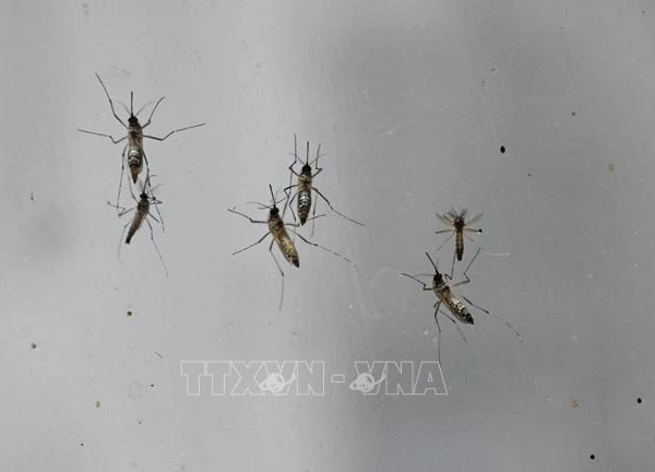 Pháp cảnh báo nguy cơ bùng phát bệnh nhiệt đới do muỗi vằn lan rộng