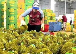 Thủ tướng chỉ đạo 'nóng' về xuất khẩu sầu riêng, giao công an điều tra việc gian lận