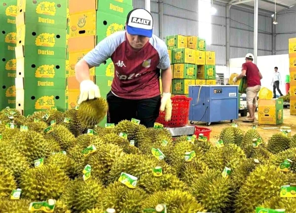 Thủ tướng chỉ đạo 'nóng' về xuất khẩu sầu riêng, giao công an điều tra việc gian lận