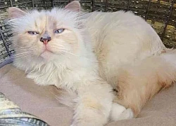 Việc nhẹ lương cao: Chăm mèo cho nhà giàu kiếm 2 triệu đồng một giờ