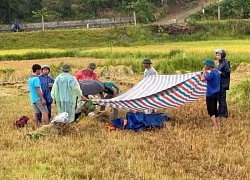Vừa gặt lúa vừa xem điện thoại, người đàn ông bị sét đánh tử vong