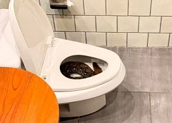 3 giờ sáng vào nhà vệ sinh, phát hiện con trăn lớn trong bồn cầu