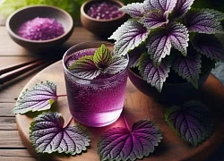 7 trường hợp cần thận trọng khi uống nước lá tía tô