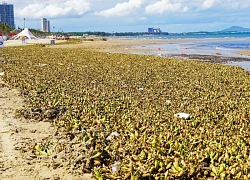 Bất ngờ với hình ảnh "chưa bao giờ thấy" ở biển Bãi Sau, TP Vũng Tàu