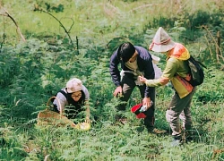 Đặc sản thơm ngon chỉ mọc mùa mưa, khách đổ về rừng thông Đà Lạt săn lùng