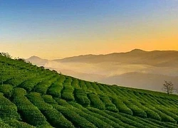 Dalat City Tour: Hành trình khám phá trọn vẹn 'trái tim' của thành phố ngàn hoa