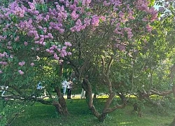 Mùa hoa siren nở rộ báo hiệu Moskva vào hè