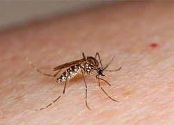 Nhận diện loài muỗi gây bệnh sốt xuất huyết