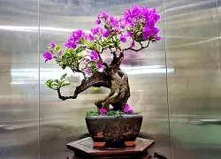 Tại sao trồng hoa giấy trước nhà giúp mang lại may mắn, tài lộc nhưng trồng hoa giấy trong nhà lại gây cản dòng năng lượng tích cực?