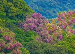 Vẻ đẹp quyến rũ của hoa tím thàn mát trên bán đảo Sơn Trà