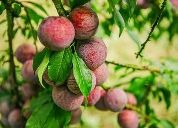 Loại quả đang vào mùa ở Việt Nam, tưởng chỉ ăn cho vui miệng lại có lợi đủ đường