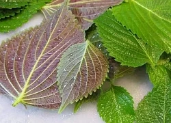 Bài thuốc làm đẹp da từ lá tía tô