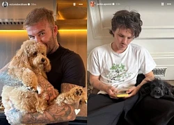 Beckham có nước đi không ngờ giữa drama "sóng gió gia tộc", tín hiệu "đầu hàng" con dâu?