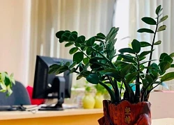 Cách bố trí những vật phẩm phong thủy phù hợp theo từng khu vực trong ngôi nhà mang lại bình an cho gia đình