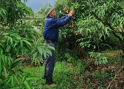 Chàng trai Hải Phòng khoe đôi tay đen sì vì bẻ vải, có ngày thu hoạch vài tạ