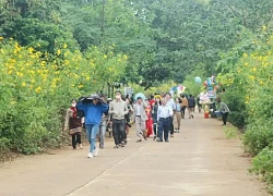 Du khách nô nức 'check-in' thiên đường hoa dã quỳ ở núi lửa Chư Đang Ya, Gia Lai