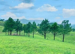 Khám phá tọa độ "sống ảo" mới nổi, đồi cỏ cháy cách Hà Nội 135km