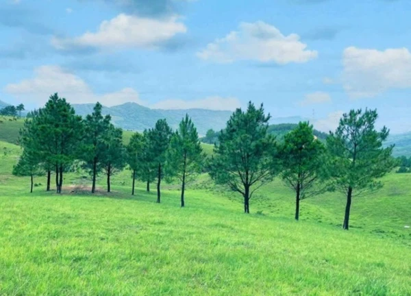 Khám phá tọa độ "sống ảo" mới nổi, đồi cỏ cháy cách Hà Nội 135km
