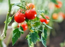 Loại quả được ví như 'nhà máy dinh dưỡng', siêu lành mạnh lại ngừa cả ung thư