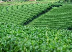 Mộc Châu nơi giải nhiệt của những ngày hè oi ả