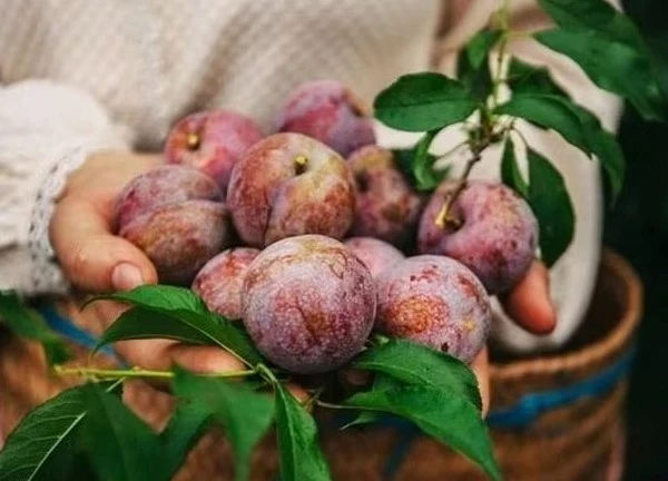 Mỗi ngày nên ăn bao nhiêu quả mận thì tốt cho sức khỏe?