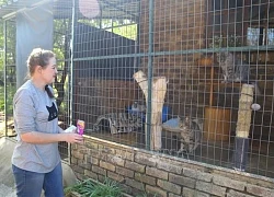 Mùa đông không lạnh của những chú mèo hoang ở Nam Phi