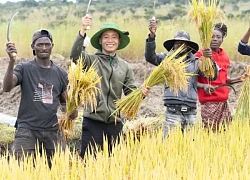 Nghi vấn trang trại của Quang Linh Vlogs ở Angola chỉ là phim trường, trồng lúa để làm content: Thực hư ra sao?