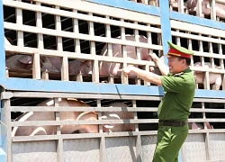 Người đàn ông lên mạng mua 180 con lợn nhiễm dịch tả