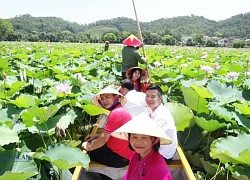Sen Kiếp Bạc - Sắc màu ấn tượng trong hành trình điểm đến ở Hải Dương
