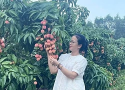 Thị xã Chũ: 4 hợp tác xã nhận đưa, đón khách du lịch mùa vải thiều