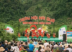 Trải nghiệm ngày hội hái quả trên cao nguyên Mộc Châu
