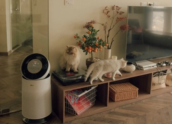 Trồng 40 chậu cây, nuôi 7 con mèo, đi làm chỉ để nhận hàng shipper là tự "đào hố" chôn mình?