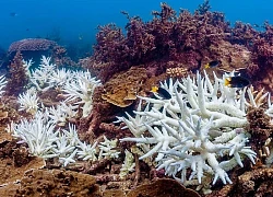 Australia tìm cách loại bỏ 'thiên địch' của rạn san hô Great Barrier
