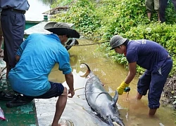 Cà Mau: Cá heo bị chĩa sắt đâ.m trên sông Gành Hào đã chế.t