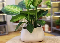 Loại cây được người giàu ưa chuộng, giúp hút tài lộc: Cần biết điều này để "tránh hoạ"