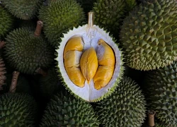 Malaysia quảng bá thế hệ sầu riêng mới 'kế nghiệp' Musang King