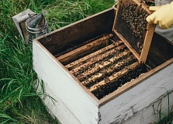 Mật ong "đại bổ" nhưng không nên kết hợp với thực phẩm nào?